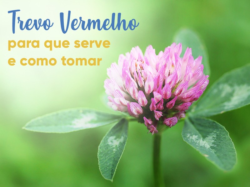 Trevo Vermelho: para que serve e como tomar